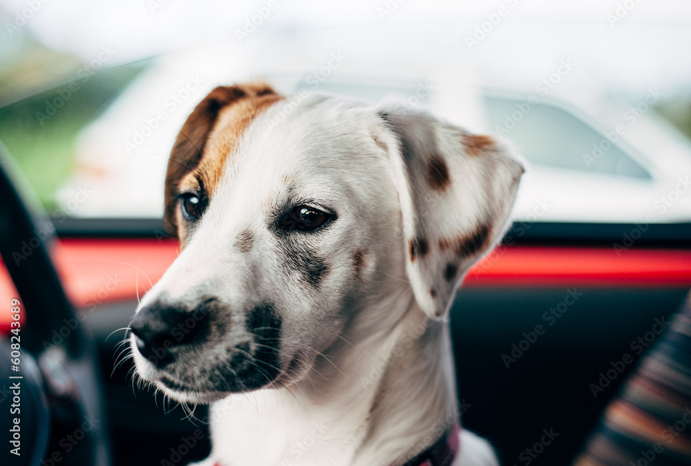 portrait of a jack Russel terrier dog in car portrait of a jack Russel terrier dog in car