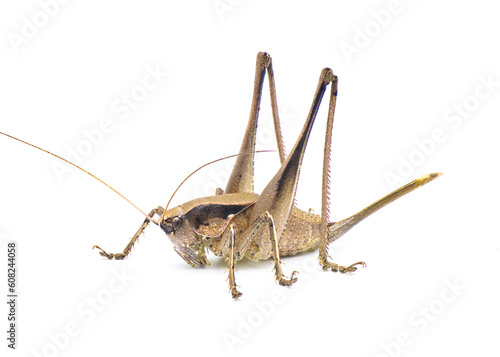 Large female brown katydid. Robust shieldback or shield bearer - Atlanticus gibbosus - Extremely large and thick body long legs and ovipositor. Isolated on white background. Side face profile view photo
