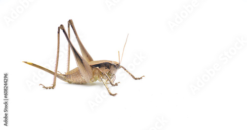Large female brown katydid. Robust shieldback or shield bearer - Atlanticus gibbosus - Extremely large and thick body long legs and ovipositor. Isolated on white background. Side view with copy space