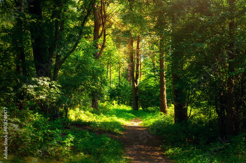 Forest landscape in sunny weather - forest trees and narrow path lit by sunset light