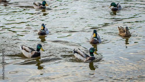 many ducks in a river