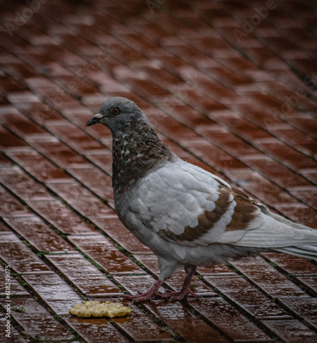 Pigeon eating a cookie on the ground
