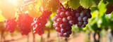 Grapes grow on a tree in a harvest garden. Generative Ai,