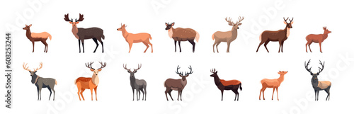 Set of deer, flat cartoon isolated on white background. Vector illustration