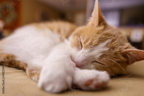 Fototapeta Naklejka Na Ścianę i Meble -  Ginger cat lying on bed