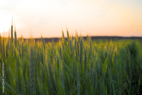 Photo of wheat field in the evening