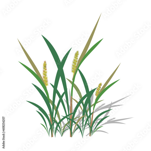 Vector illustration of grass isolated on white background. Flat style design.