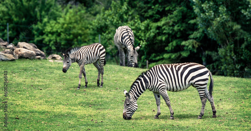 Obraz premium Grant's Zebras