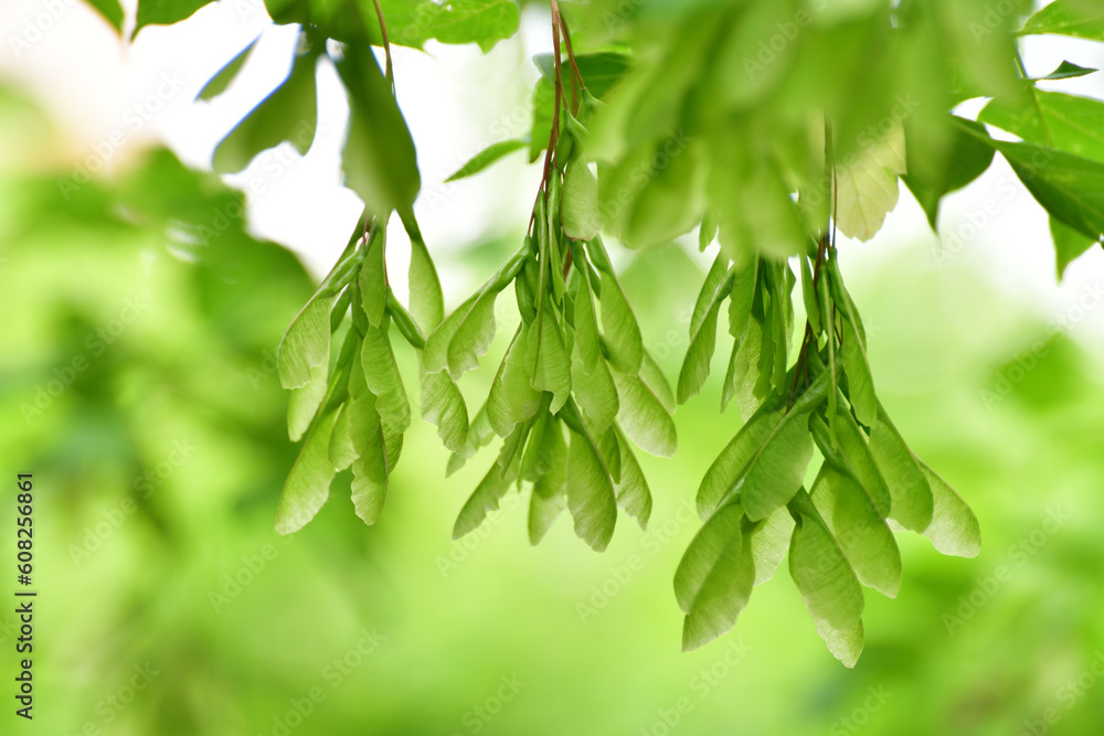 The Ash-leaved maple twig with young seeds The Ash-leaved maple twig with young seeds