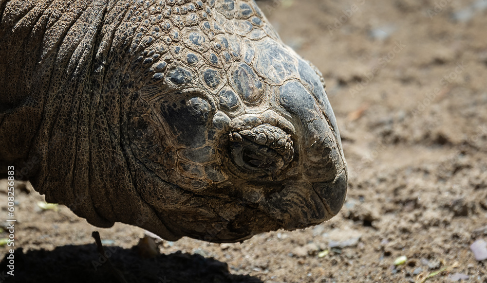 Fototapeta premium Galapagos Giant Tortoise