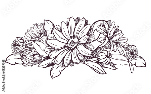 Fototapeta Naklejka Na Ścianę i Meble -  Drawing of the line of a calendula flower. Contour elements of floral design isolated on a white background, vector illustration. An ingredient for herbal tea, medicinal and cosmetic preparations.