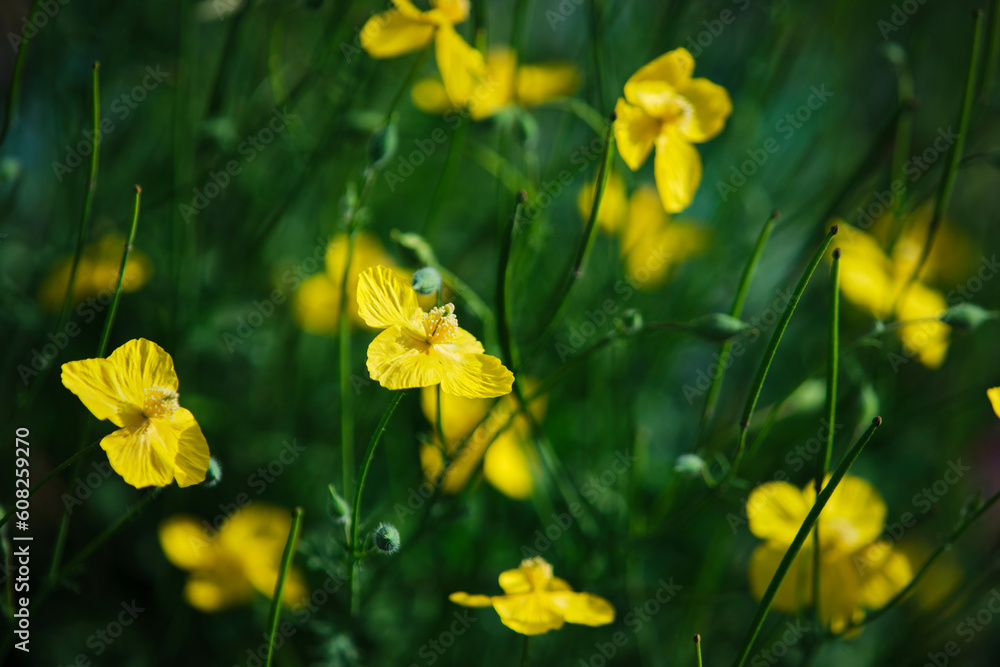 Fototapeta premium yellow flowers in spring