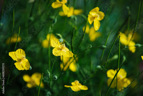 Fototapeta Naklejka Na Ścianę i Meble -  yellow flowers in spring