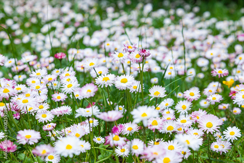 Blooming spring field with small white daisies.