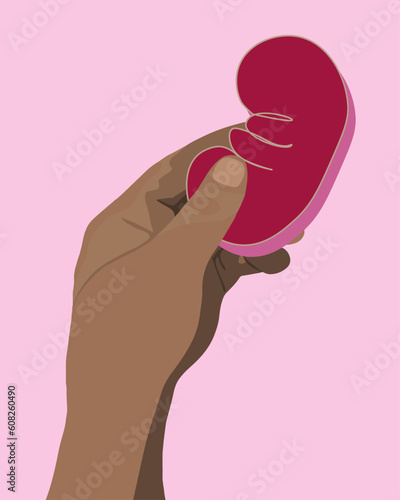 Vector isolated illustration of kidney donation. A human hand holds a kidney. Kidney transplantation. Kidney diseases.