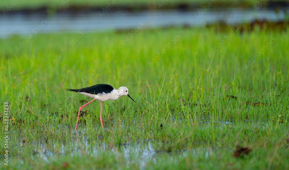 Naklejka premium One black-winged stilt bird stand in swamp and grass field to look for food in water in area of southern part in Thailand.