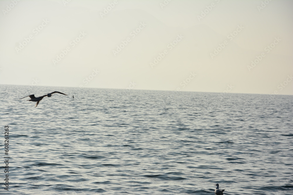 Obraz premium Lac et mouettes