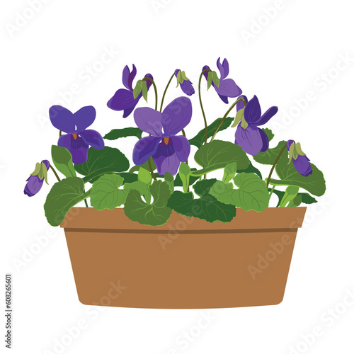 Violet odorata in a clay pot on a white background. Purple flowers and buds, leaves of a forest bush. A fragrant plant.Vector illustration.