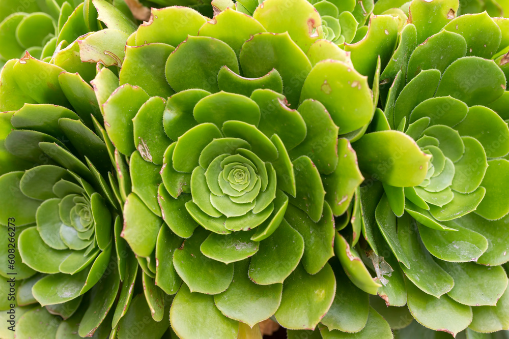 Fototapeta premium Green rosettes of succulent Aeonium arboreum endemic plant of Canary Islands. Tree aeonium or houseleek or Irish rose