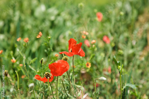 Field of poppies. Beautiful blooming red poppy flower on a background of green grass. natural background