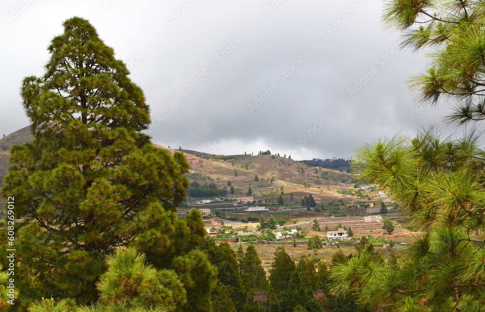 Obraz premium Beautiful view of the countryside around Ifonche mountain village with Canary pine trees, Tenerife,Canary Islands,Spain.Selective focus.