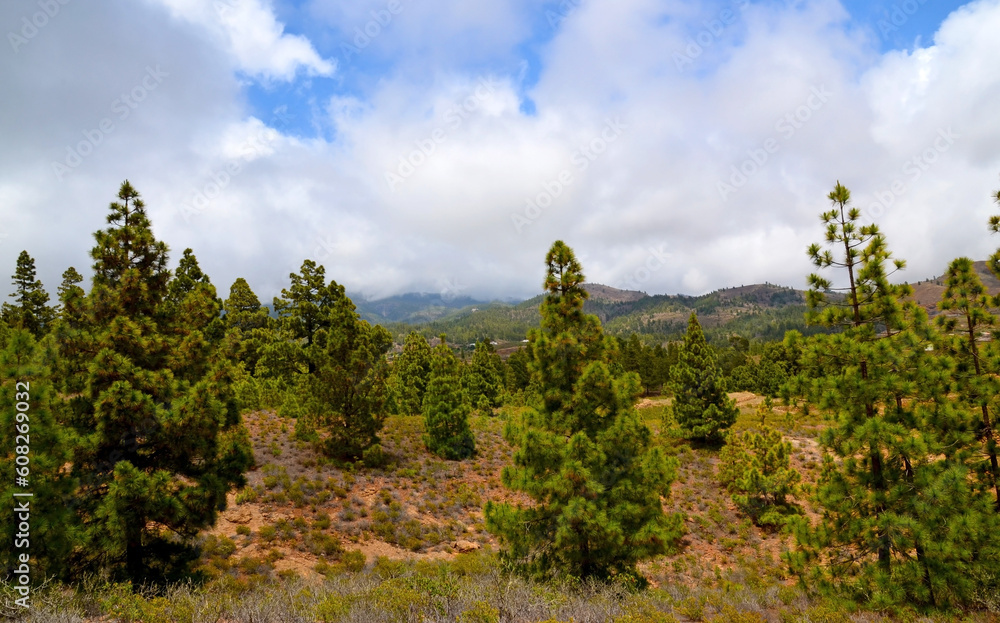 Beautiful view of the countryside around Ifonche mountain village with Canary pine trees, Tenerife,Canary Islands,Spain.Selective focus.