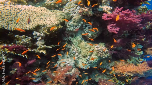 4k video of Golden Anthias (Pseudanthias squamipinnis) in the Red Sea, Egypt