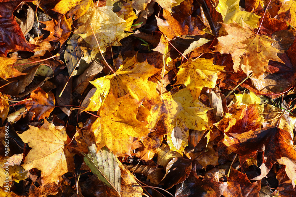 Natural autumn fallen maple leaves on wet ground