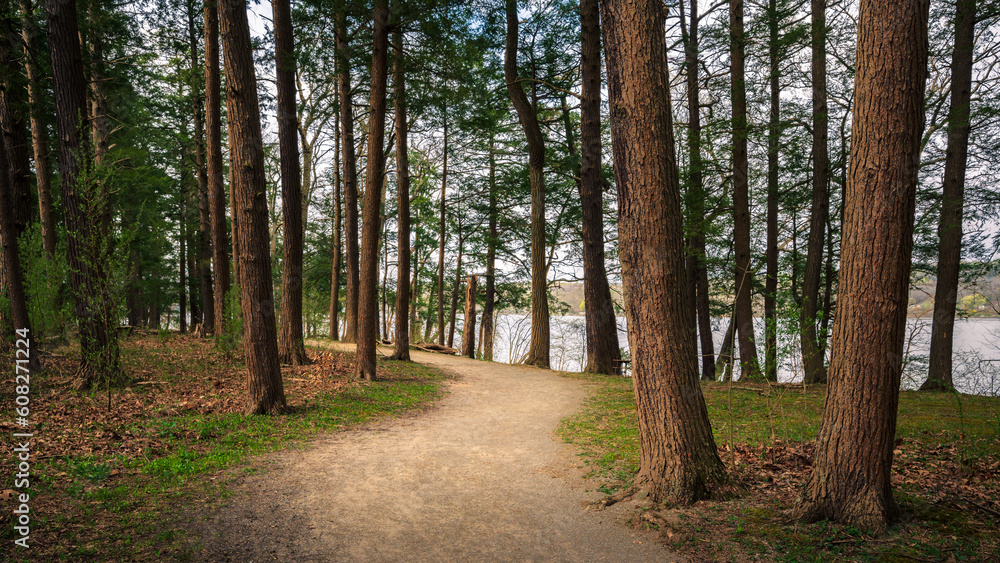 Fototapeta premium footpath in the woods along Swartswood Lake New Jersey