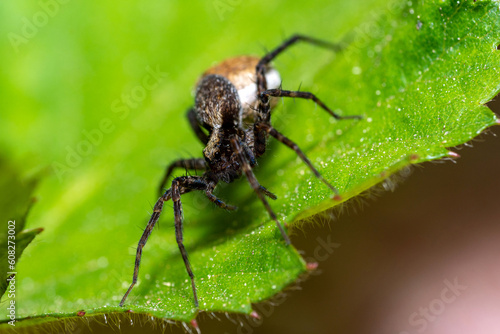 Macro photo of a wolf spider "Pardosa lugubris"