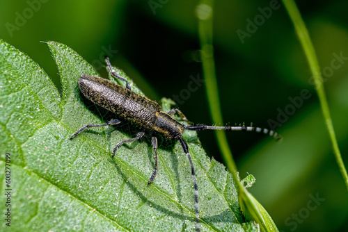 Small long hornbuck "Agapanthia villosoviridescens" on a leaf