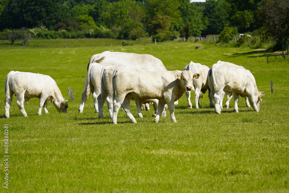 Charolais is a breed of taurine beef cattle from the Charolais area surrounding Charolles. Hanover, Germany Charolais is a breed of taurine beef cattle from the Charolais area surrounding Charolles. Hanover, Germany