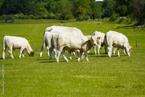 Charolais is a breed of taurine beef cattle from the Charolais area surrounding Charolles. Hanover, Germany