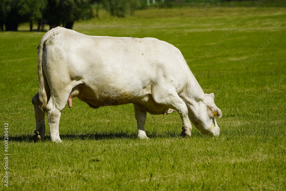 Charolais is a breed of taurine beef cattle from the Charolais area surrounding Charolles. Hanover, Germany Charolais is a breed of taurine beef cattle from the Charolais area surrounding Charolles. Hanover, Germany