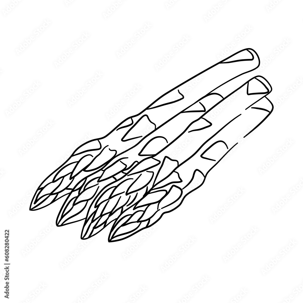 Obraz premium Hand-drawn black sketch of an Asparagus vegetable. Doodle-style icon. Vector illustration.