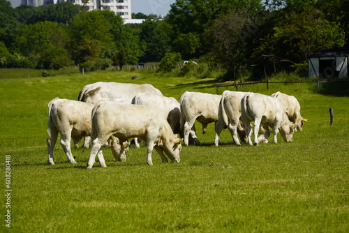 Charolais is a breed of taurine beef cattle from the Charolais area surrounding Charolles. Hanover, Germany