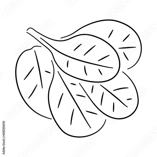 Vector illustration of a spinach doodle icon with a hand-drawn black sketch.