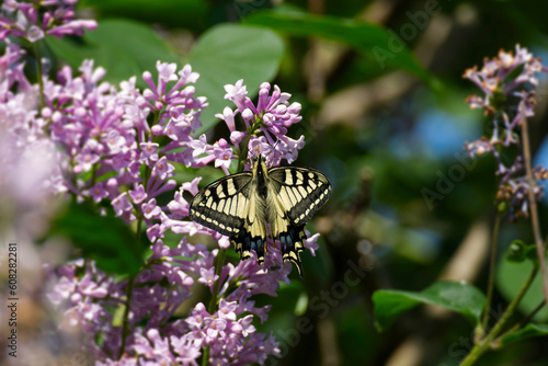 Old World Swallowtail or common yellow swallowtail (Papilio machaon) sitting on pink lilac in Zurich, Switzerland photo