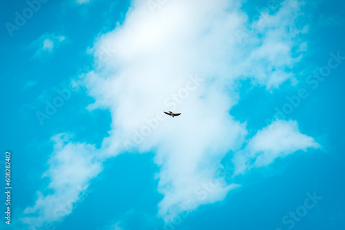 bird, sky and clouds