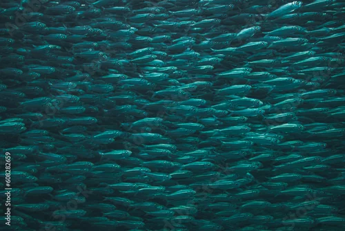 Fototapeta rencontre avec un banc de poissons