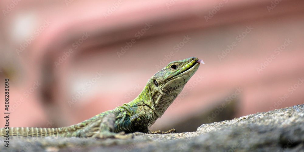 European Green Lizard Lacerta viridis large green lizard