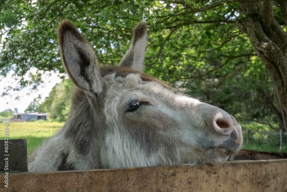 funny donkey with head over wooden fence. Close up portrait of mule donkey in paddock. farm animal 