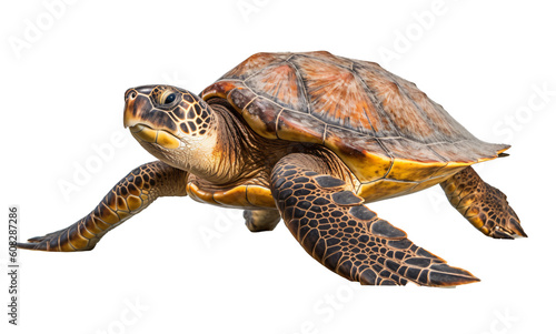 Sea turtle isolated on the transparent background PNG. AI generative.