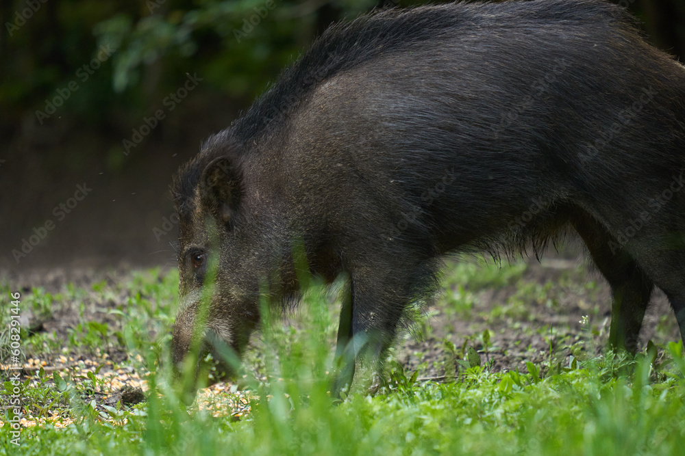 Young wild male hog in the forest Young wild male hog in the forest