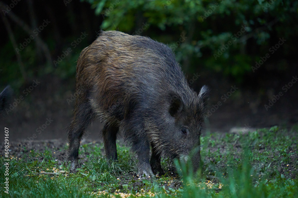 Herd of wild hogs in the forest Herd of wild hogs in the forest