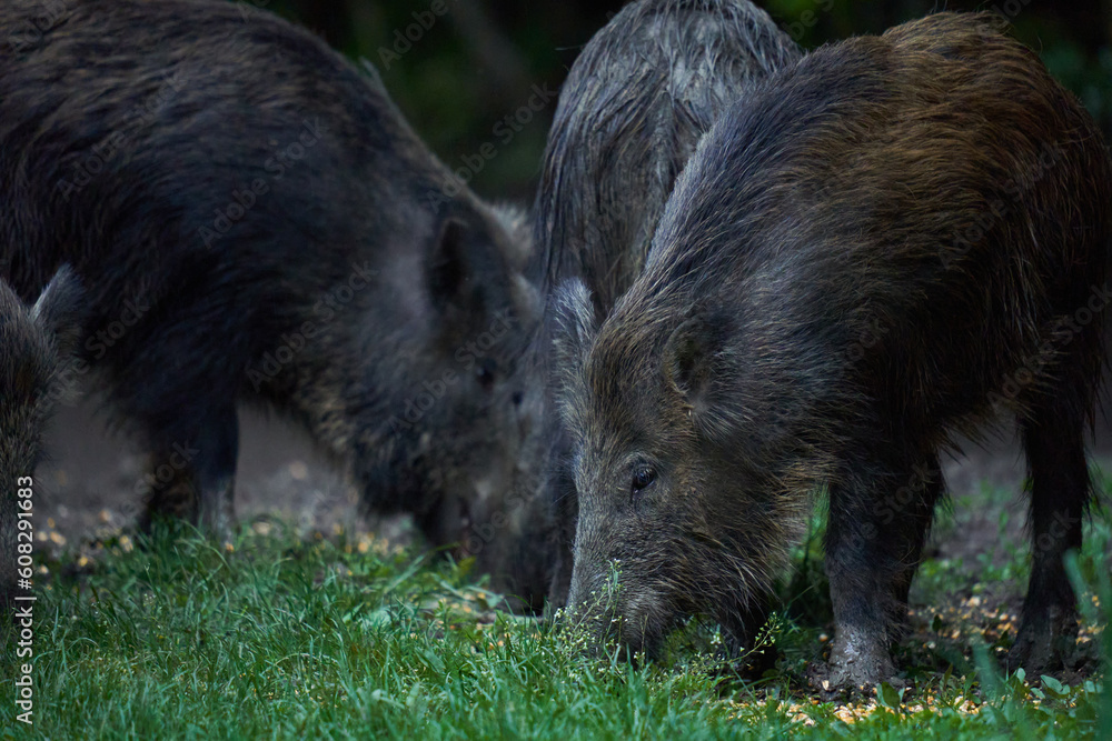 Herd of wild hogs in the forest Herd of wild hogs in the forest