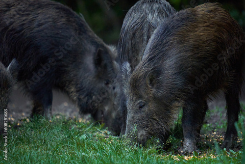 Herd of wild hogs in the forest