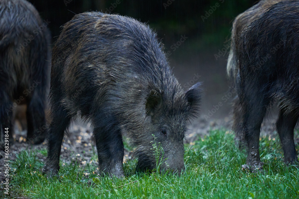Herd of wild hogs in the forest Herd of wild hogs in the forest
