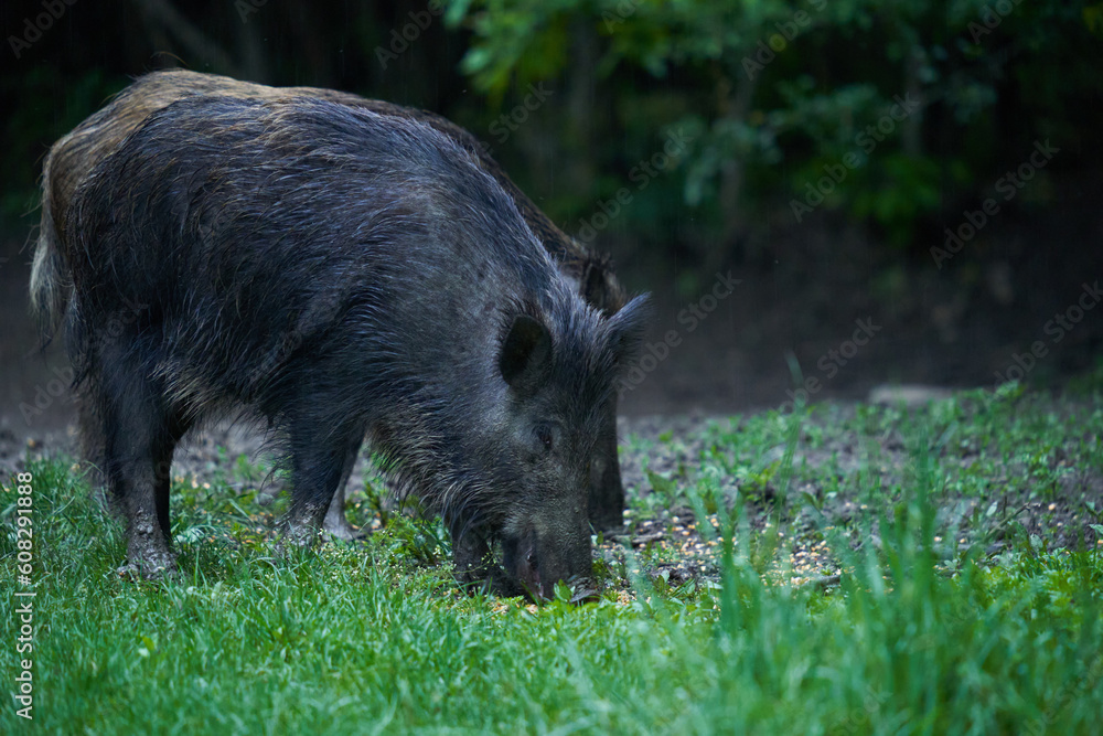 Herd of wild hogs in the forest