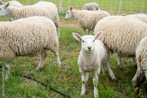 closeup of a baby lamb sheep in a flock photo